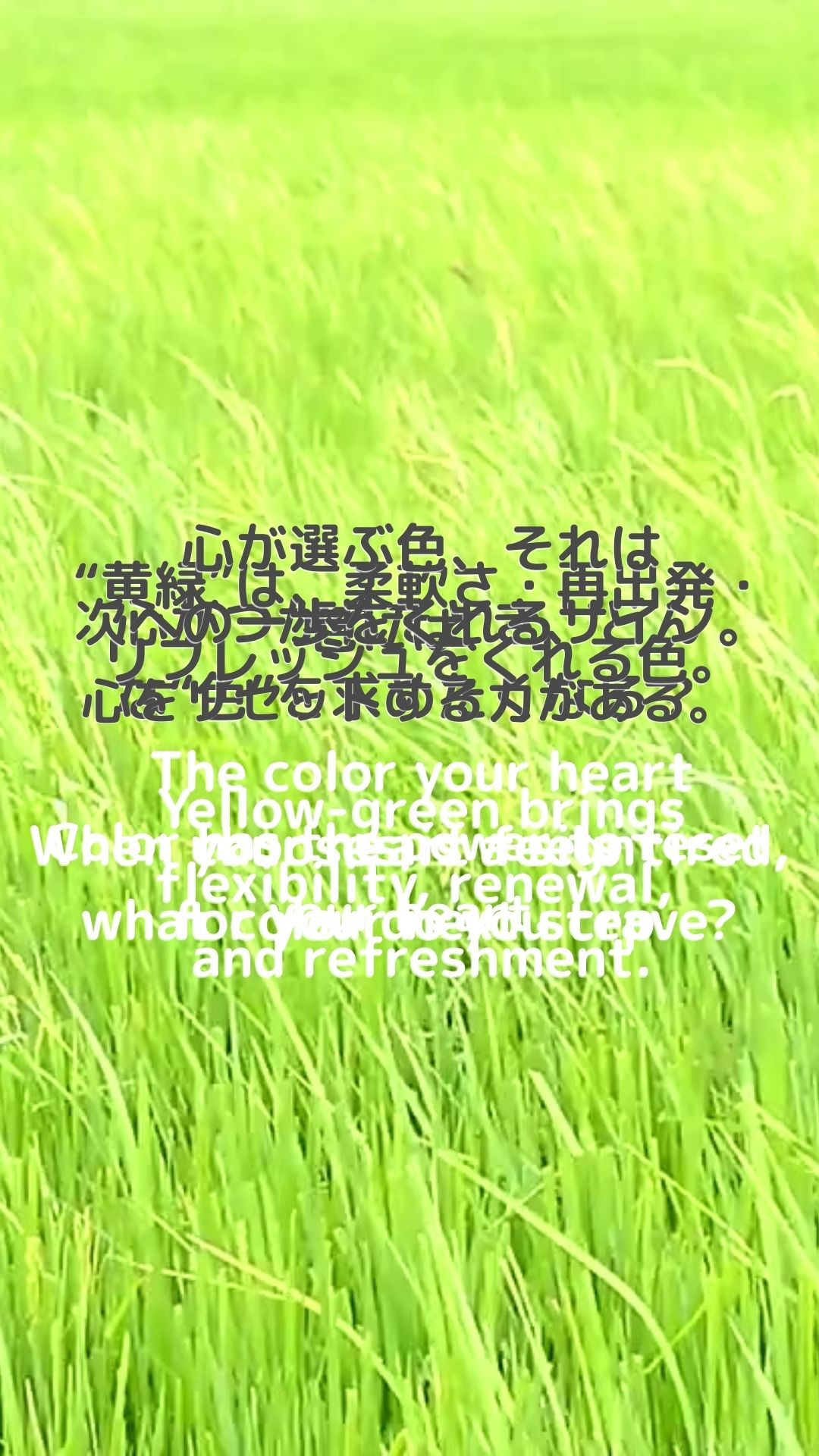 黄緑を感じる草原