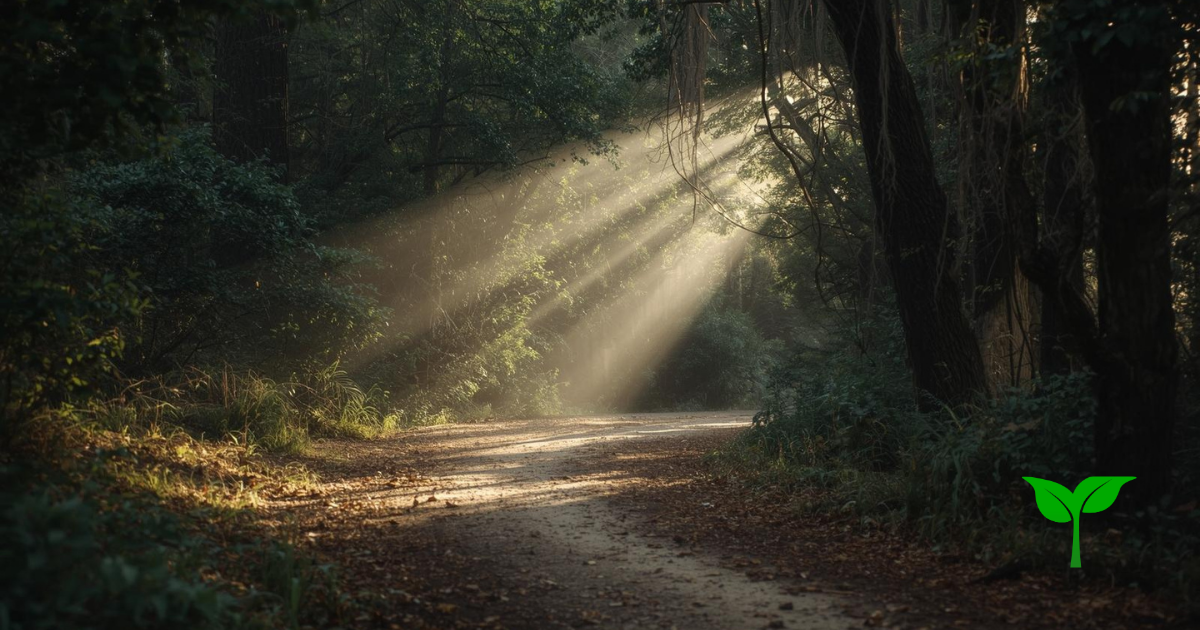 朝の静けさを感じる木漏れ日。柔らかな薄い光が差し込む小道