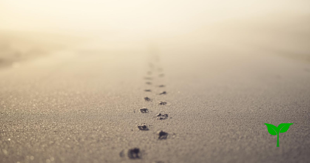 柔らかな朝の光が差し込む道に足跡