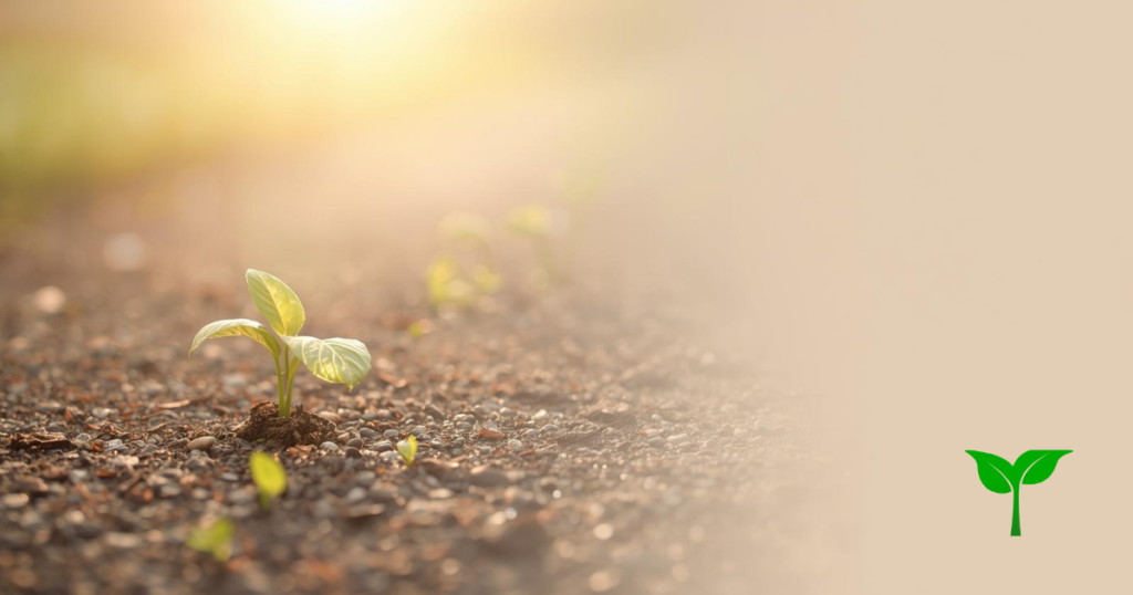 柔らかな朝の光が差す小道。地面に小さな若葉が芽吹き、道の先に淡い光が続いている。